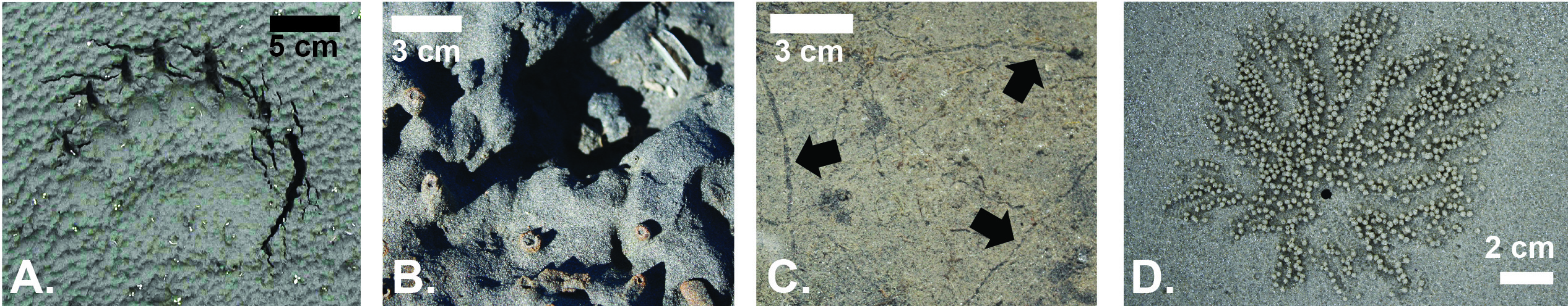 Examples of modern trace fossils